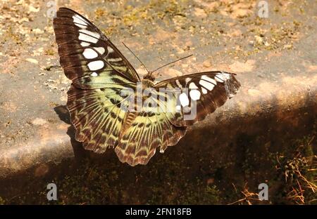 Clipper Butterfly, Parthenos sylvia, Sammulran Shetty`s Butterfly Park, Beluvai, Karnataka Indien Stockfoto